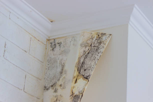 Professional Mold Inspection, Removal & Remediation in Kihei, HI